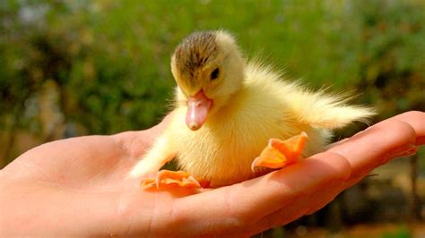 hot ducking videos|adorable duck.